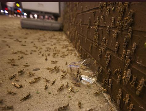 las vegas grasshoppers measuring thickness semi tire|Las Vegas' grasshopper swarm is so large it is likely showing up .